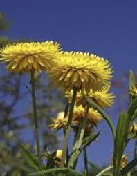 Helichrysum Helichrysum Arthritis Essential Oils Essential Oils Aromatherapy