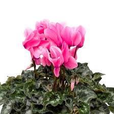 Image result for Cyamopsis serrata