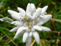 Pin On Garden Of Edelweiss By Stefan King
