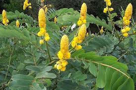 Metode pengobatan tradisional minum air rebusan daun pandan bisa membantu membuat kondisi tubuh jadi lebih baik. Ketepeng Tanaman Hias Berkhasiat Obat Satu Harapan