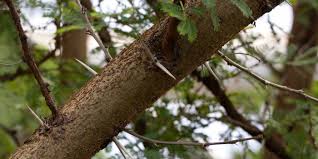 A modified branch in the form of a sharp woody structure. Sweet Thorn Acacia Karroo Plant Facts Eden Project