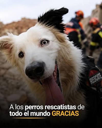 🇻🇪 En medio del dolor que dejaron los terremotos en Venezuela, hay un  equipo que trabaja en silencio, guiado por el olfato, el entrenamiento y un  vínculo inquebrantable con su guía: los