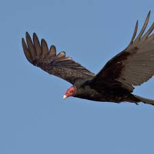 Maybe you would like to learn more about one of these? Everything You Wanted To Know About The Turkey Vulture Owlcation