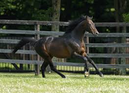 Could Sunday Silence's Grandson Close the Circle?