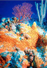 Members of the plantae group contain photosynthetic pigment and gain their energy through it and are therefore. Question Which Is The Largest Cell In Kingdom Animalia The Biggest