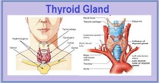 Create healthcare diagrams like this example called thyroid gland in minutes with smartdraw. Gk Quiz On Thyroid Gland