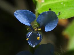Image result for Commelina diffusa