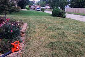 Believe it or not, some people advocate overseeding in the winter. Replenish Your Lawn With More Lawn Missouri Environment And Garden News Article Integrated Pest Management University Of Missouri