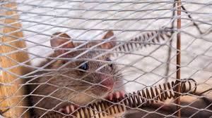 If you are planning to release him somewhere near your home, make sure to find and seal the entrance from where he originally. 6 Ways To Get Rid Of Mice Without Killing Them Apartmentguide Com