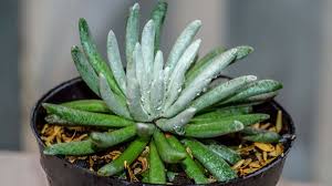 Image result for Senecio propior