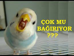 muhabbet kusum cok gurultu yapiyor youtube