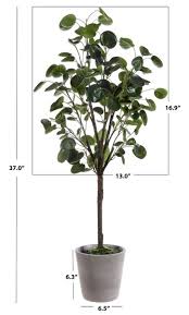 Image result for Polyscias fruticosa