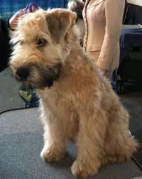 Pictures Of Soft Coated Wheaten Terrier Dog Breed Terrier Dog Breeds Dog Breeds Soft Coated Wheaten Terrier