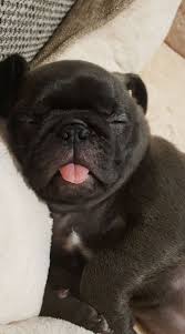 Black pug puppies for sale. Pin By Angel Light On Life Pug Puppies Pug Puppies For Sale Baby Pugs