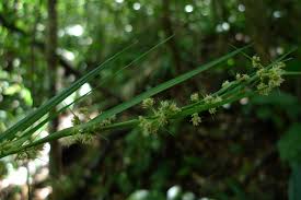 Image result for Scleria globonux