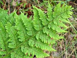 Image result for Cyathea mossambicensis