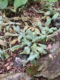 An excellent edging, container, or border plant. Help Why Is My Lambs Ear Turning Yellow Gardening