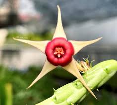 Image result for Huernia procumbens
