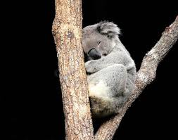 Koala Sleeping In Tree Australian Koala Sleeping In The Fork Of A Eucalyptus Tr Sponsored Advertisement Sponsored Koala Stock Images Free Stock Images