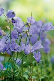 Bavaria Blue Dwarf Bellflower Monrovia Bavaria Blue Dwarf Bellflower Plants Plant Catalogs Monrovia Plants