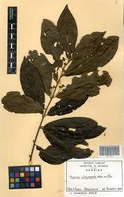 Image result for Hugonia platysepala