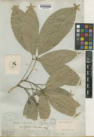 Image result for Vepris rogersii