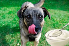 Puedo Darle Yogur A Mi Perro Cantidades Y Consejos