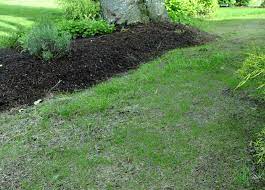 Weeds Are Coming Up Along With The New Grass Gardening Q A With George Weigel Pennlive Com