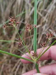 Image result for Cyperus longus