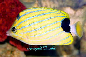 Blue Striped Butterflyfish Chaetodon Fremblii Hawaii Butterfly Fish Fish Fish Pet