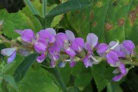 Image result for Desmodium