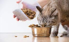 Some are extremely playful and love to spend time with other animals and humans, while. 185 Food Cat Names The Best Food Names For Cats