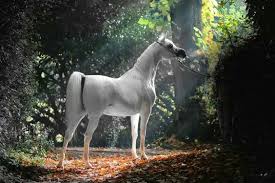 Pin By Amr El Gammal On Horses 16 Beautiful Arabian Horses Horses Beautiful Horses