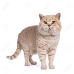 38 Best Cream British Shorthair images | British shorthair ...