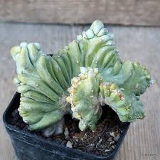 Image result for Myrtillocactus
