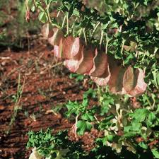 Image result for Antherotoma naudinii