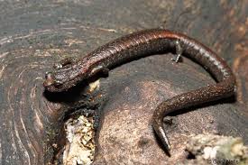 Image result for Samanea leptophylla