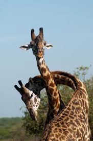 Giraffes Giraffe Giraffe Neck Giraffe Photos