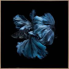While they may seem to tolerate cooler. Betta Art Print Aw19 Odyssey Canvas Wall Art Urban Road