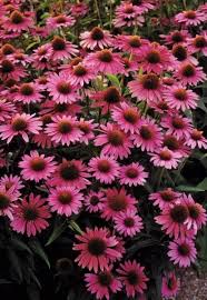 Image result for Echinacea purpurea `Magnus`