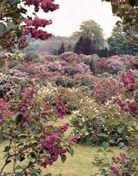 Pin By Laura Jean On Exteriors Lilac Tree Highland Park Rochester