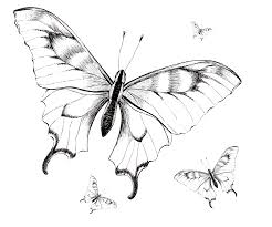 The image can be easily used for any free creative project. A Flock Of Butterflies Graphics Black And White Butterfly Black And White Butterfly Drawing Black And White Drawing