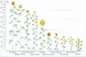 31 Most Wonderful Sunflowers With Height Guide Tried And