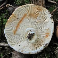 Image result for Russula perlactea