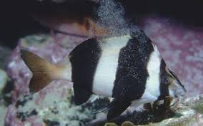 This crisply striped bundle of black and white feathers creeps along tree trunks and branches like a nimble nuthatch, probing the bark for insects with its slightly downcurved bill. Get To Know The Fishes Of Reef Cam