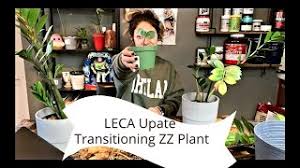 As long as you follow this zz plant watering guide, your plant will thrive, even if you occasionally forget about it. Leca Update Zz Plant Transition Xmas Exchange Youtube