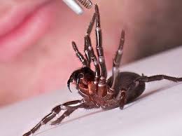 Ihre giftigen inhaltsstoffe können manchmal bereits durch berührung übertragen werden. Australiens Gefahrlichste Tiere Mopo De