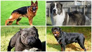 kogda bez dressirovki ne obojtis 25 samyh opasnyh porod sobak