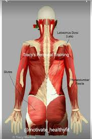 Cluneal nerve entrapment myofascial release. The Cluneal Nerves The Cutaneous Neurokinetic Therapy Facebook