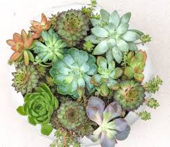 Maybe you would like to learn more about one of these? Succulents 101 How To Care For Succulents So They Can Thrive Natalie Linda